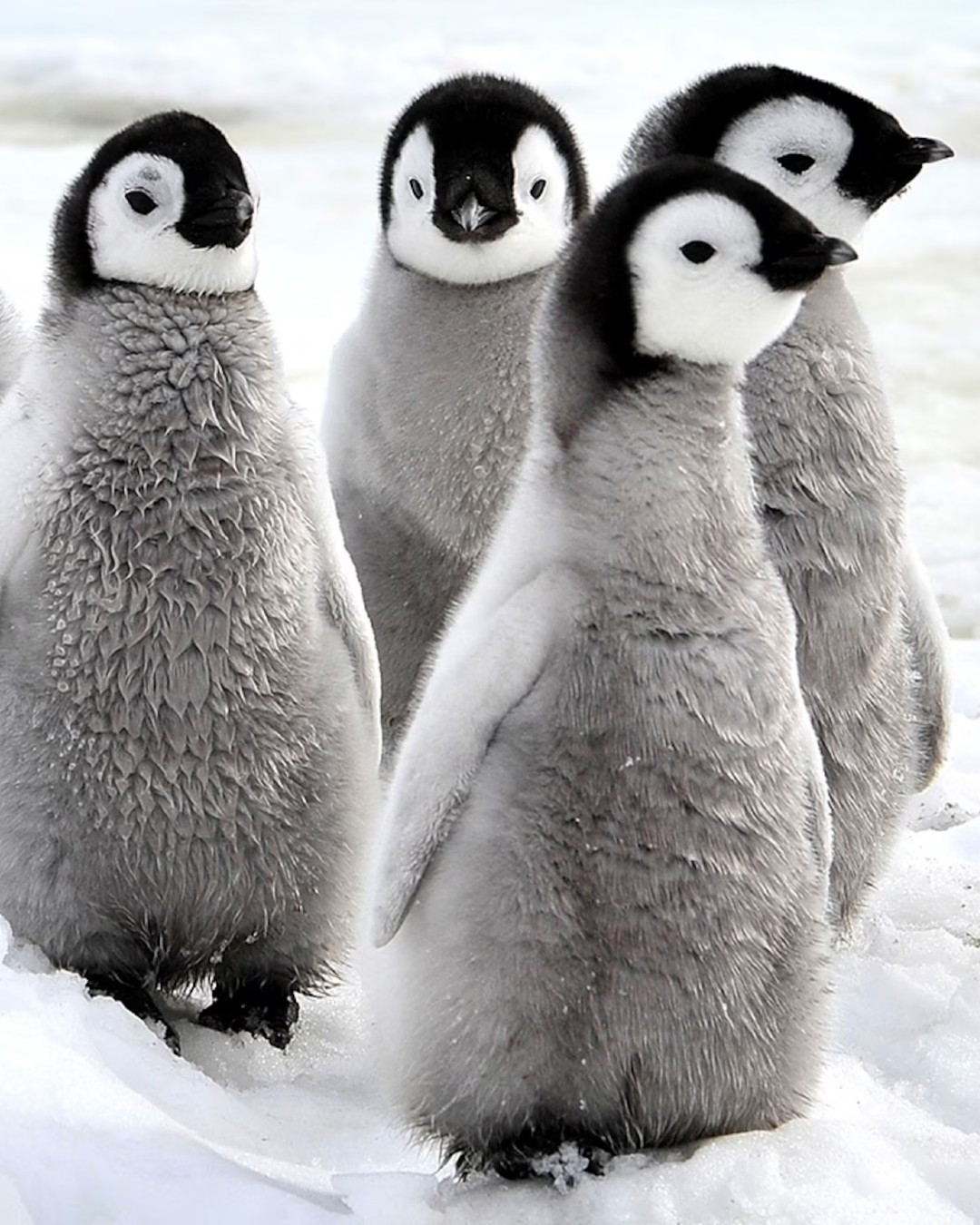 Penguins